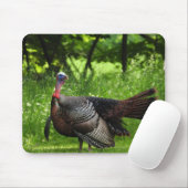 Mature Male Wild Turkije toont veren Muismat (Met muis)