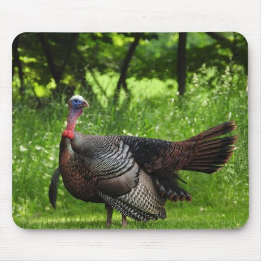 Mature Male Wild Turkije toont veren Muismat (Voorkant)