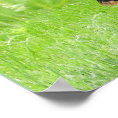 Mature Male Wild Turkije toont veren Poster (Hoek)