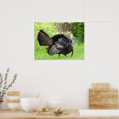 Mature Male Wild Turkije toont veren Poster (Keuken)