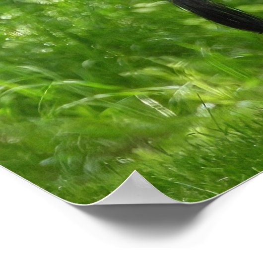 Mature Male Wild Turkije toont veren Poster (Hoek)