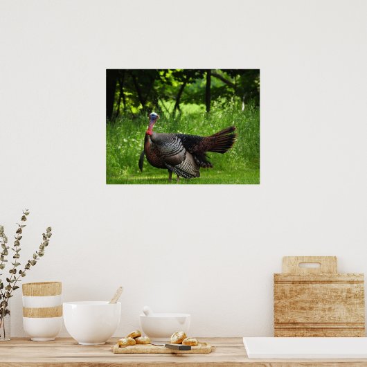 Mature Male Wild Turkije toont veren Poster (Keuken)