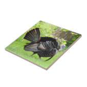 Mature Male Wild Turkije toont veren Tegeltje (Zijkant)