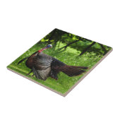 Mature Male Wild Turkije toont veren Tegeltje (Zijkant)