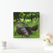 Mature Male Wild Turkije toont veren Vierkante Klok (Huis)