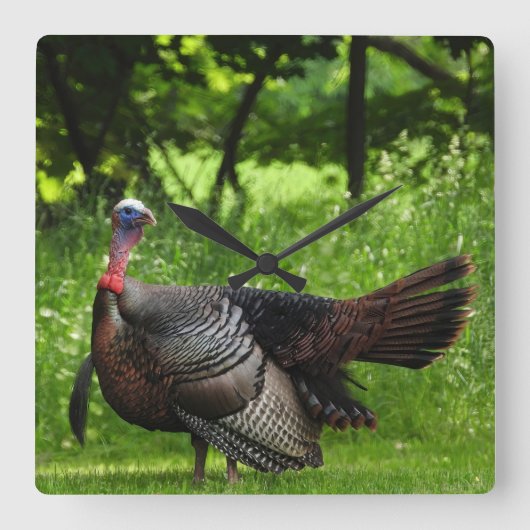 Mature Male Wild Turkije toont veren Vierkante Klok (Voorkant)