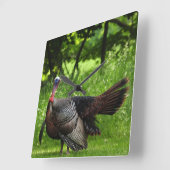 Mature Male Wild Turkije toont veren Vierkante Klok (Hoek)