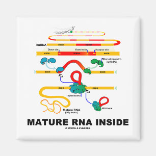 Mature RNA Inside Magneet