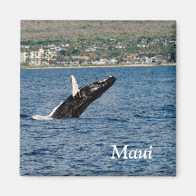 Maui Bultrug Walvis Breaching Magneet