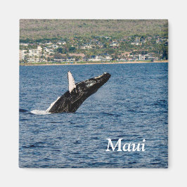 Maui Bultrug Walvis Breaching Magneet