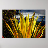 Maui Gold - Hawaii Poster (Voorkant)