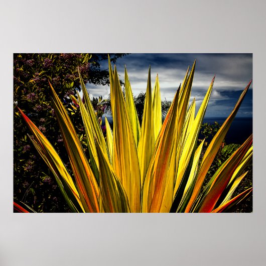 Maui Gold - Hawaii Poster (Voorkant)