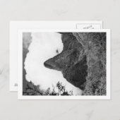 Maui, Hawaii - De naald van de Iao-vallei Briefkaart (Voorkant / Achterkant)