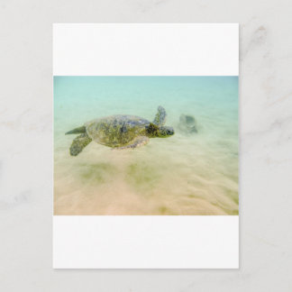Maui Hi Beach Turtle 2014 Briefkaart