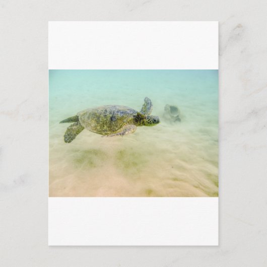 Maui Hi Beach Turtle 2014 Briefkaart (Voorkant)