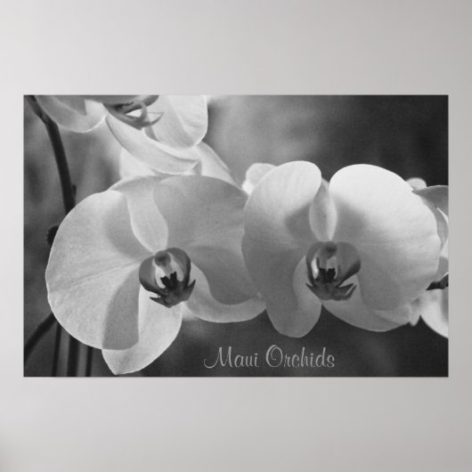 Maui Orchids Poster (Voorkant)