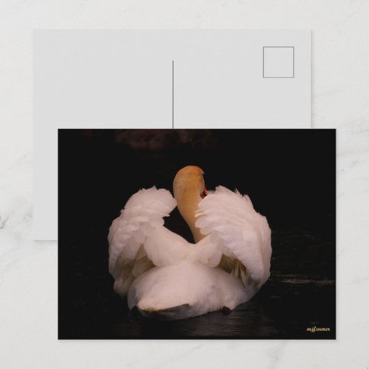 Maui Swan Briefkaart (Voorkant / Achterkant)