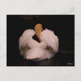 Maui Swan Briefkaart