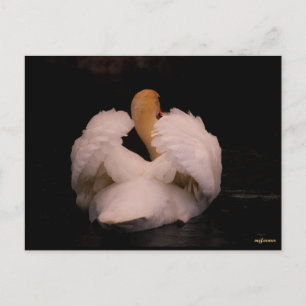 Maui Swan Briefkaart