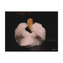 Maui Swan Briefkaart