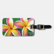 Maui Tropical Plumeria Flowers