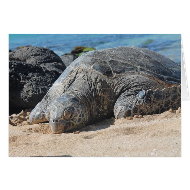 Maui Turtle (Voorkant Horizontaal)