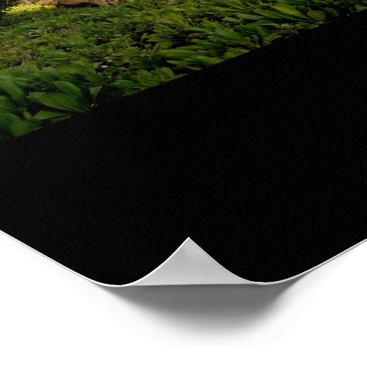 Mauna Kea Resort Poster (Hoek)