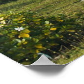 Maupti, Frans Polynesiaans eiland, foto's afdrukke Poster (Hoek)