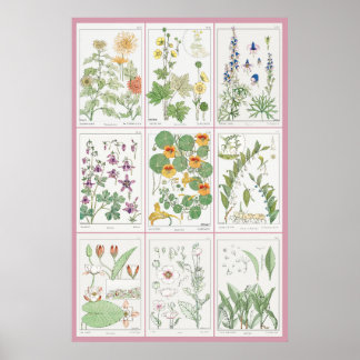 Maurice Pillard Verneuil Botanische Illustraties 2 Poster