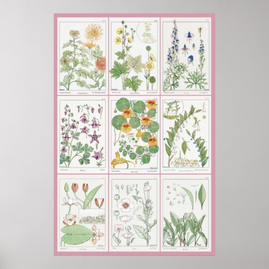 Maurice Pillard Verneuil Botanische Illustraties 2 Poster (Voorkant)