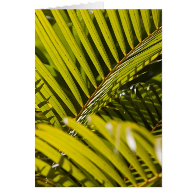 Mauritius, Centraal-Mauritius, Moka, palm (Voorkant)