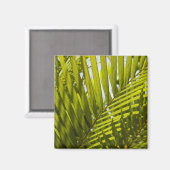 Mauritius, Centraal-Mauritius, Moka, palm 2 Magneet (Voorkant / Achterkant)