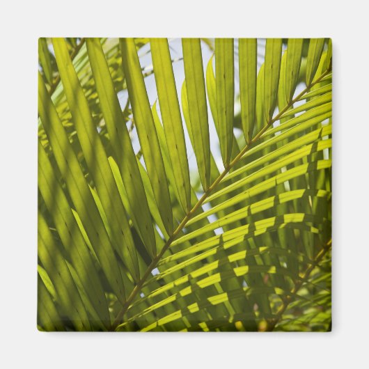Mauritius, Centraal-Mauritius, Moka, palm 2 Magneet (Voorkant)