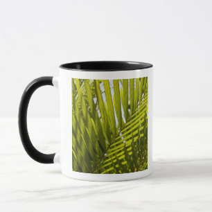 Mauritius, Centraal-Mauritius, Moka, palm 2 Mok