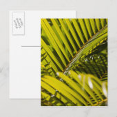 Mauritius, Centraal-Mauritius, Moka, palm Briefkaart (Voorkant / Achterkant)