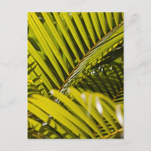 Mauritius, Centraal-Mauritius, Moka, palm Briefkaart (Voorkant)