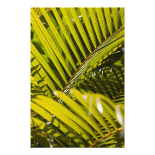 Mauritius, Centraal-Mauritius, Moka, palm Foto Afdruk