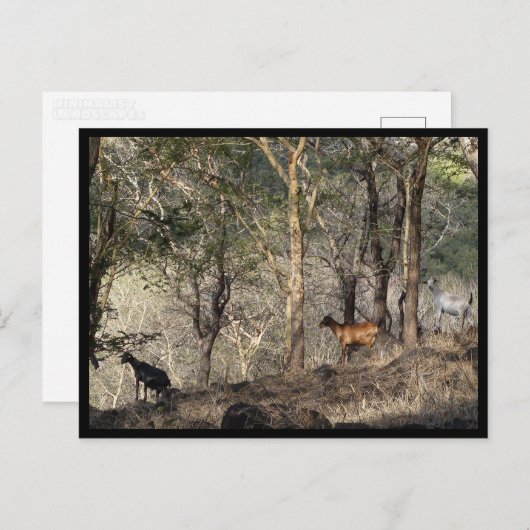 Mauritius / Maurice Briefkaart (Voorkant / Achterkant)