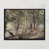 Mauritius / Maurice Briefkaart (Voorkant)