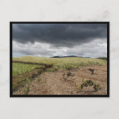 Mauritius / Maurice Briefkaart (Voorkant)