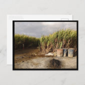 Mauritius / Maurice Briefkaart (Voorkant / Achterkant)