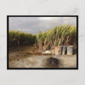 Mauritius / Maurice Briefkaart (Voorkant)