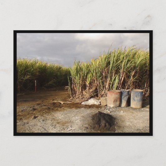 Mauritius / Maurice Briefkaart (Voorkant)