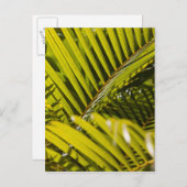 Mauritius, Midden-Mauritius, Moka, palm Briefkaart (Voorkant / Achterkant)