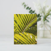 Mauritius, Midden-Mauritius, Moka, palm Briefkaart (Staand voorkant)