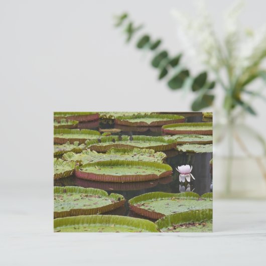 Mauritius, Pamplemousses, SSR Botanisch Briefkaart (Staand voorkant)