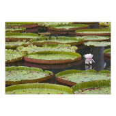 Mauritius, Pamplemousses, SSR Botanisch Foto Afdruk (Voorkant)