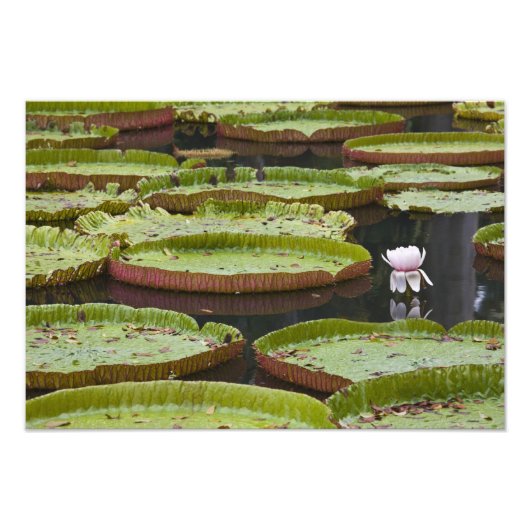 Mauritius, Pamplemousses, SSR Botanisch Foto Afdruk (Voorkant)