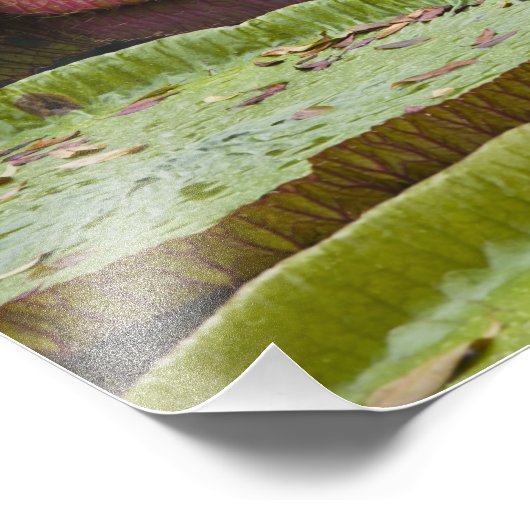 Mauritius, Pamplemousses, SSR Botanisch Foto Afdruk (Hoek)