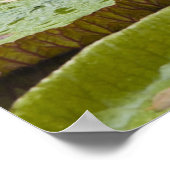 Mauritius, Pamplemousses, SSR Botanisch Poster (Hoek)